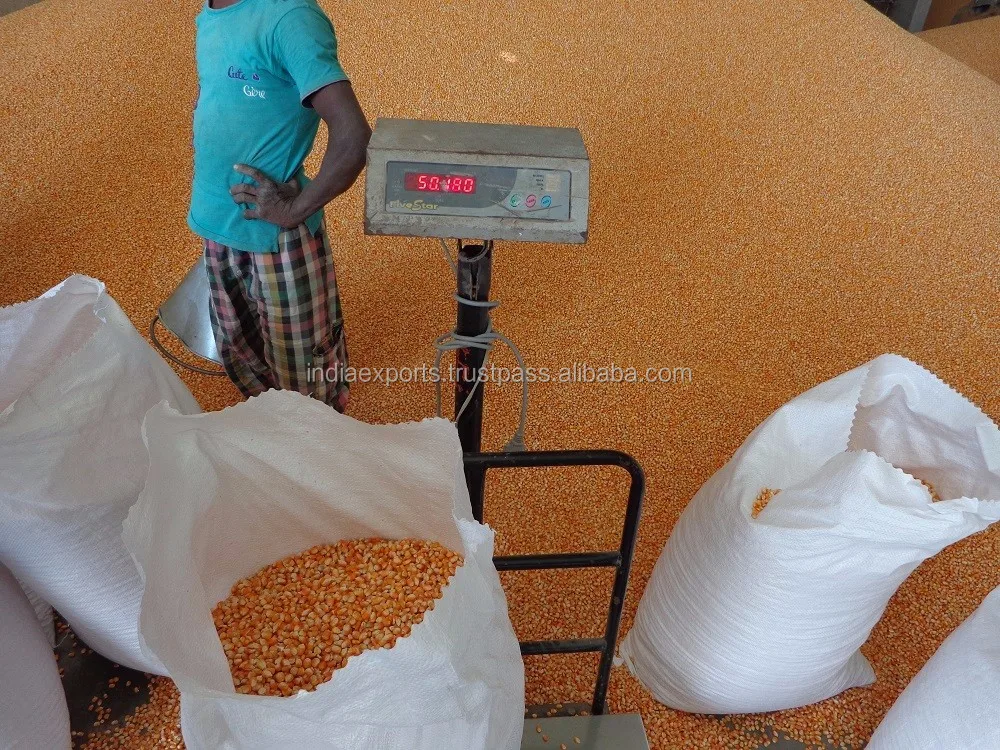 Indian Yellow Maize Crop latest 2022 Stock Available For Export At Wholesale Rate Ready To Ship Quantity