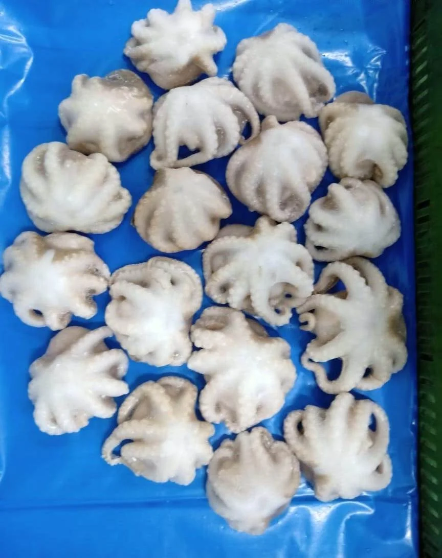 Frozen Octopus whole cleaned individual frozen  from India