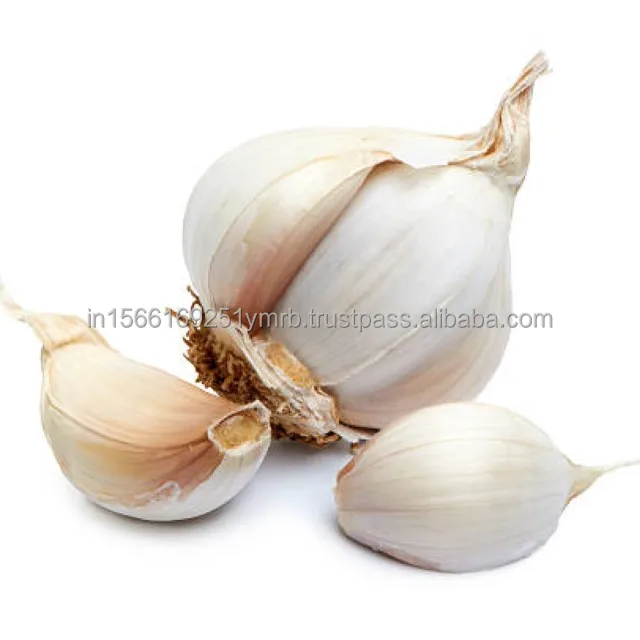 Wholesale fresh purple peeled garlic price for export