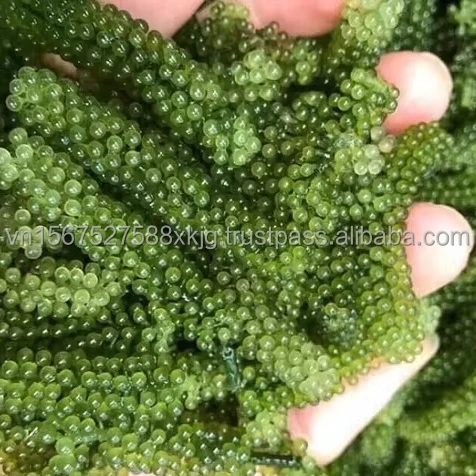Wholesale High Quality Organic Fresh Sea Grape Seaweed Laver Variety Seasoned Directly from Viet Nam