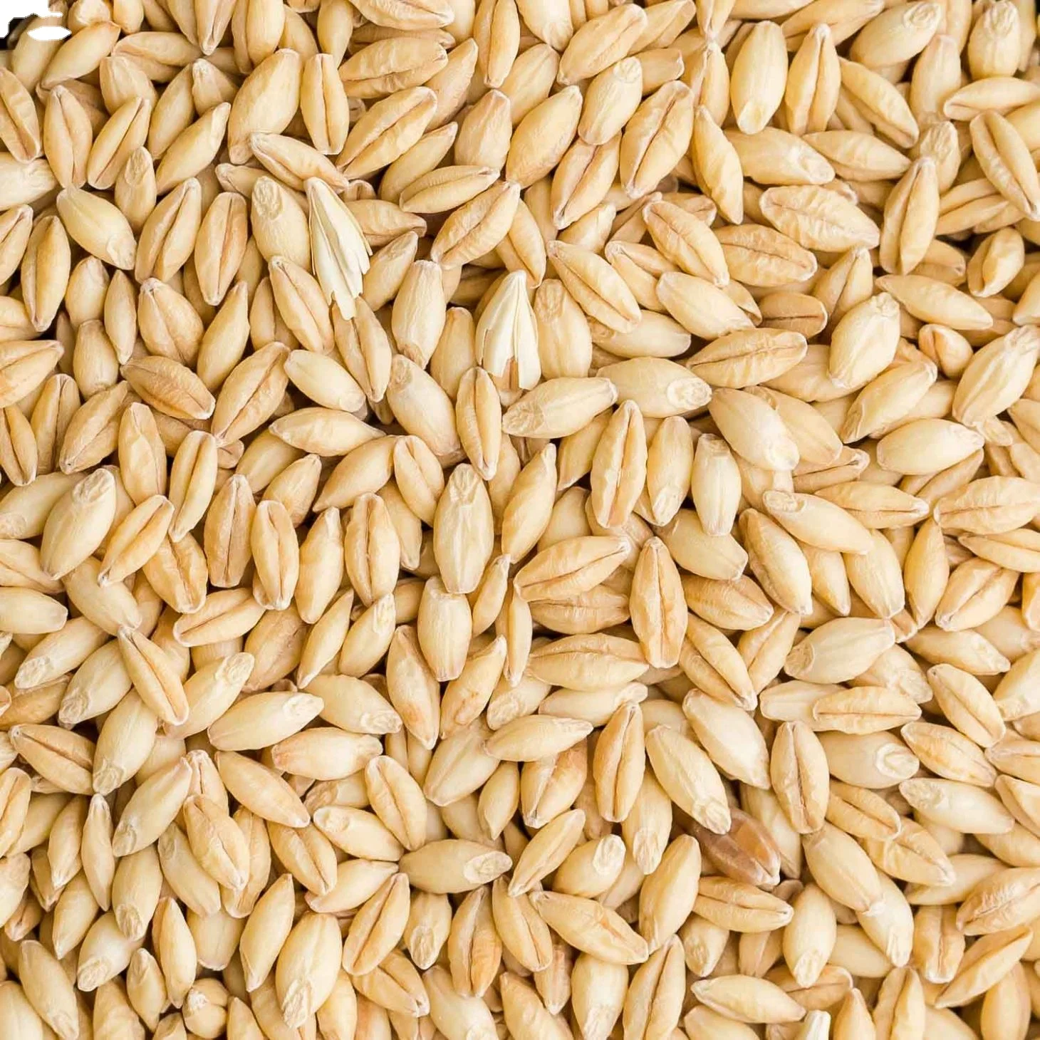 Factory direct sales Pure Natural high quality Bulk animal feed Malted Barley for livestock nutrition Malted Barley available