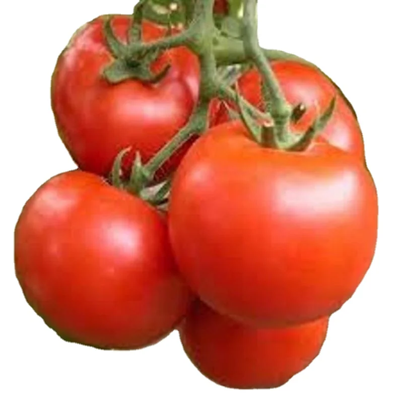 Хорошее качество OP Verity of Tomato Moneymaker по