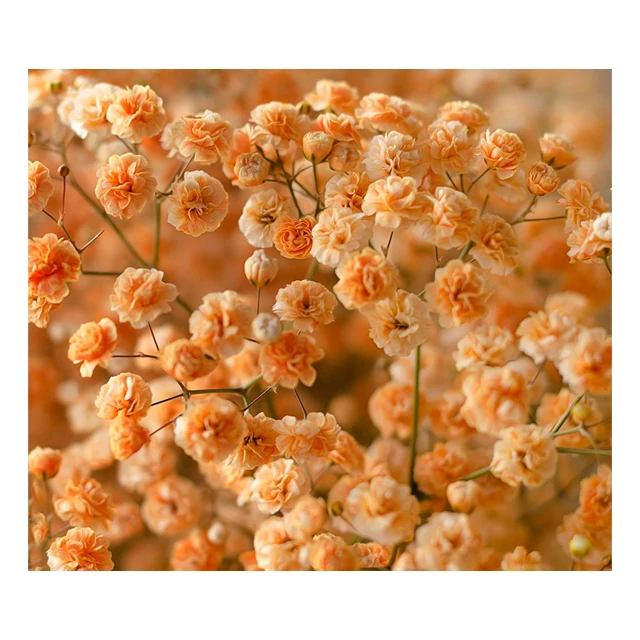 Creative Expression Incorporating Fresh Flowers Tinted Gypsophila in Floral Art Good Price