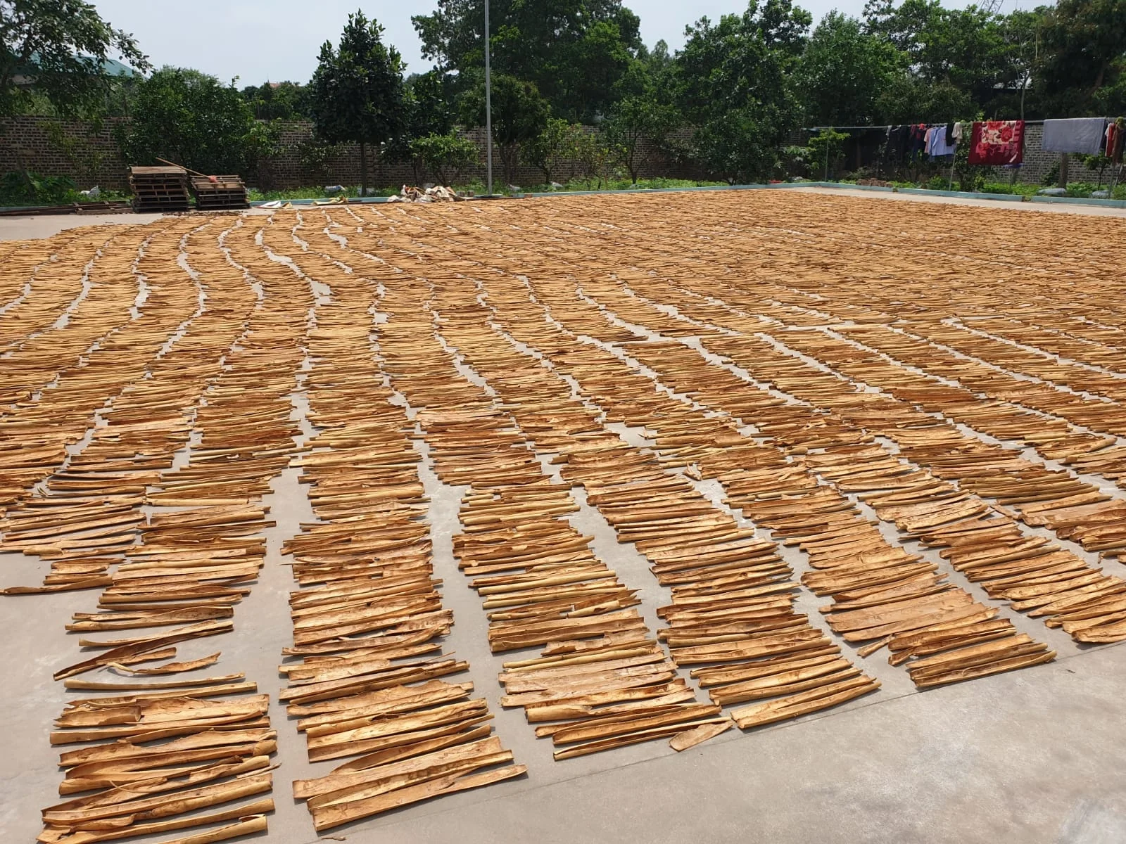 Cassia powder Cigarette Cinnamon Split Cassia Best Quality Cheapest Price 2021 Crop