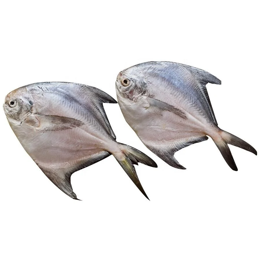 Форт «Холодное сердце» Золотой брама рыб форт Pomfret