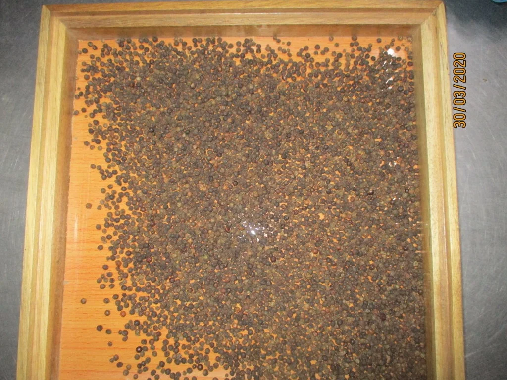 Vietnam Black Pepper 550gl MC Machine Clean FACTORY PRICE VIETNAM BLACK PEPPER HOT SPICY BULK BLACK PEPPER CORN FOR EXPORTING