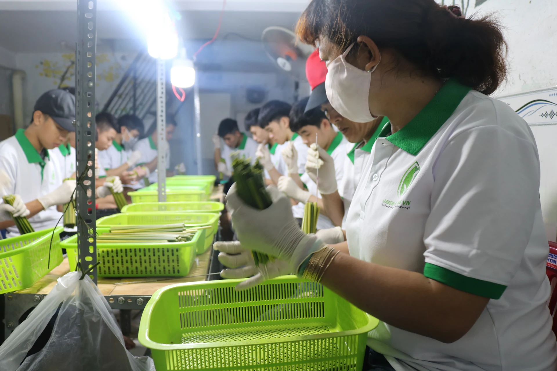 Eco straws / 100 % natural straws/ no chemical/ grass straws/ vietnam