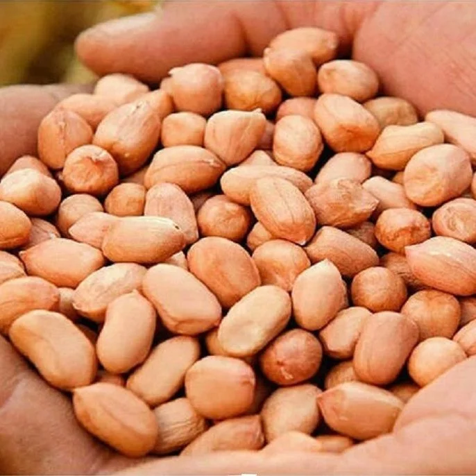 BEST FACTORY PRICE JAVA PEANUT 50 60 COUNT SUPPLIER BULK EXPORTER SELECTED QUALITY SORTEX CLEAN LOW MOISTURE
