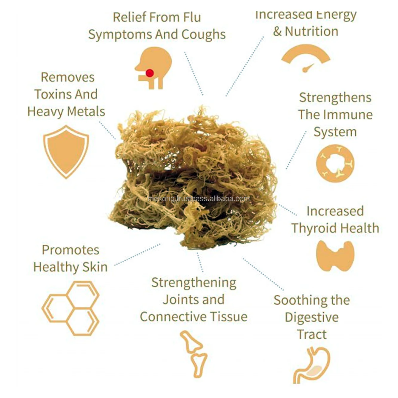 Лучшие цены, экологически чистый ирландский мох для морского Моха