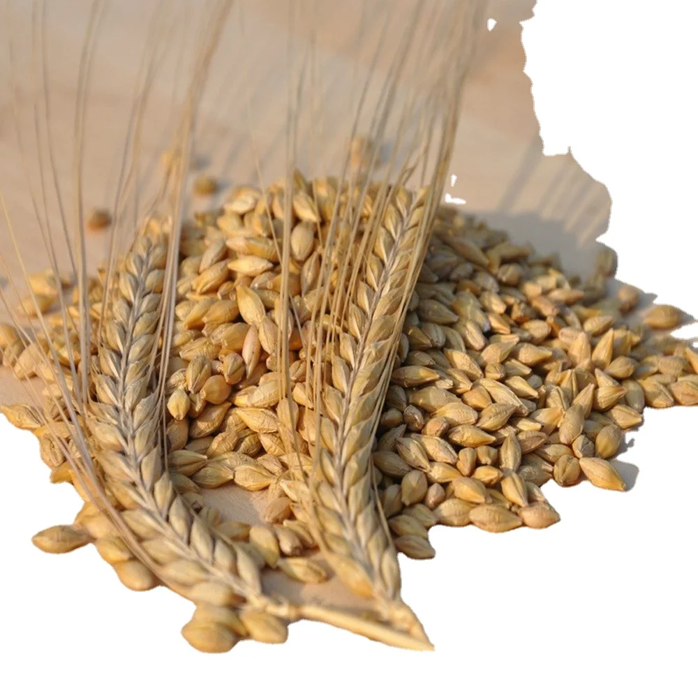 Wholesale Good Quality Barley