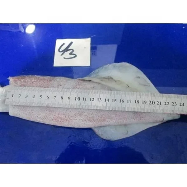 Best Quality Frozen Loligo Squid Size 25 up Fresh From Pakistan