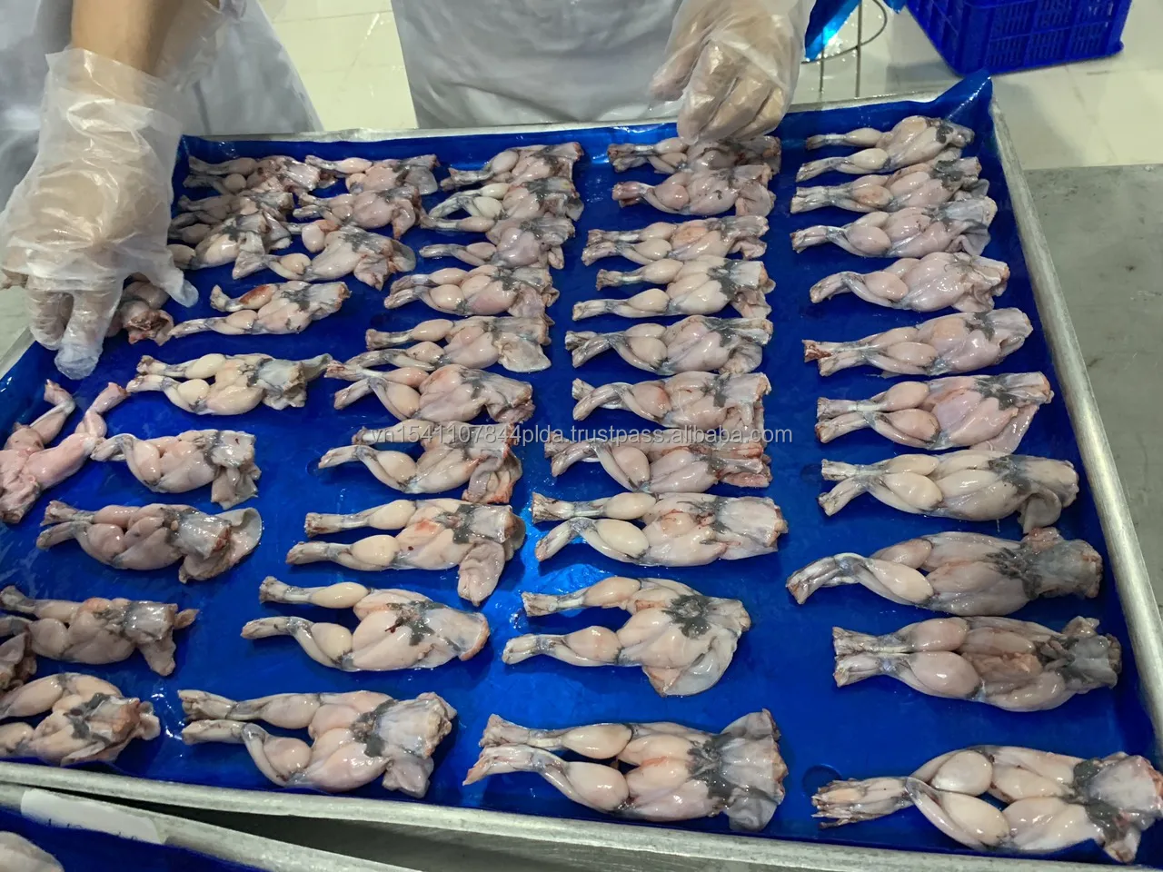 Замороженная пища для ног лягушки, без химикатов, хороший поставщик