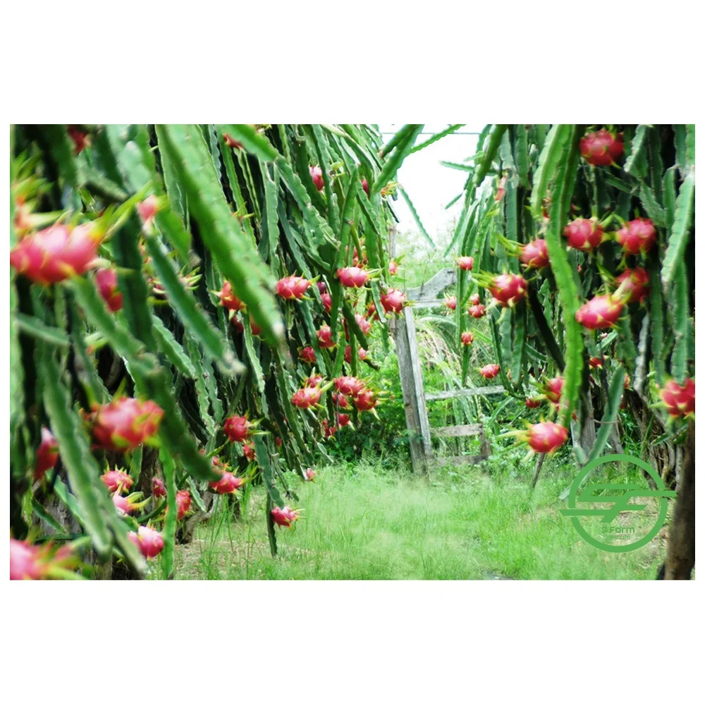 Свежий дракон красный фрукт высокое качество и конкурентоспособная цена на экспорт