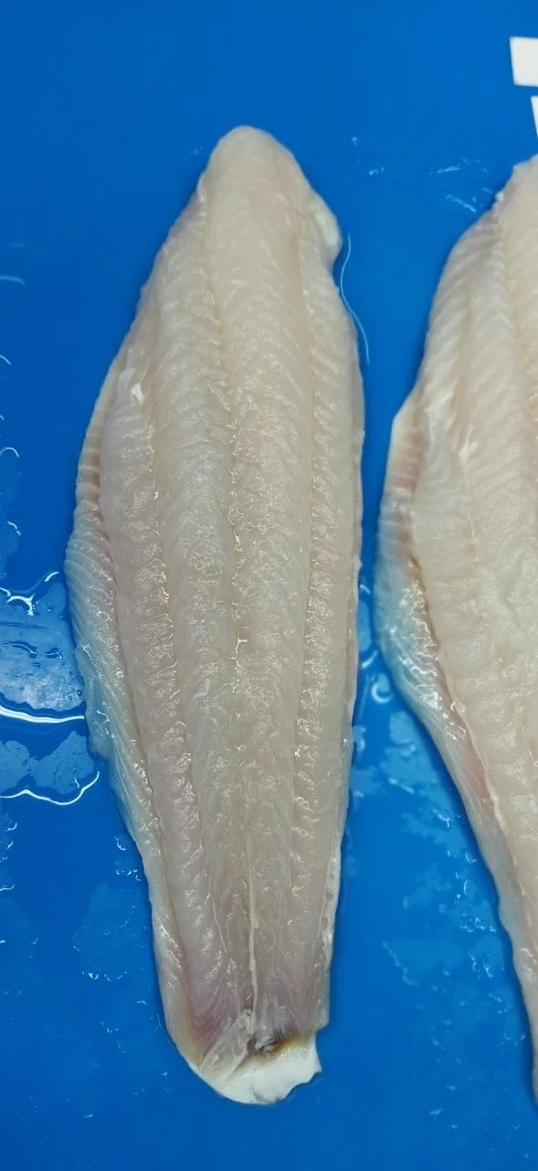 FROZEN PANGASIUS FISH FILLET  /BASA FISH FILLET SKIN ON FROM VIETNAM