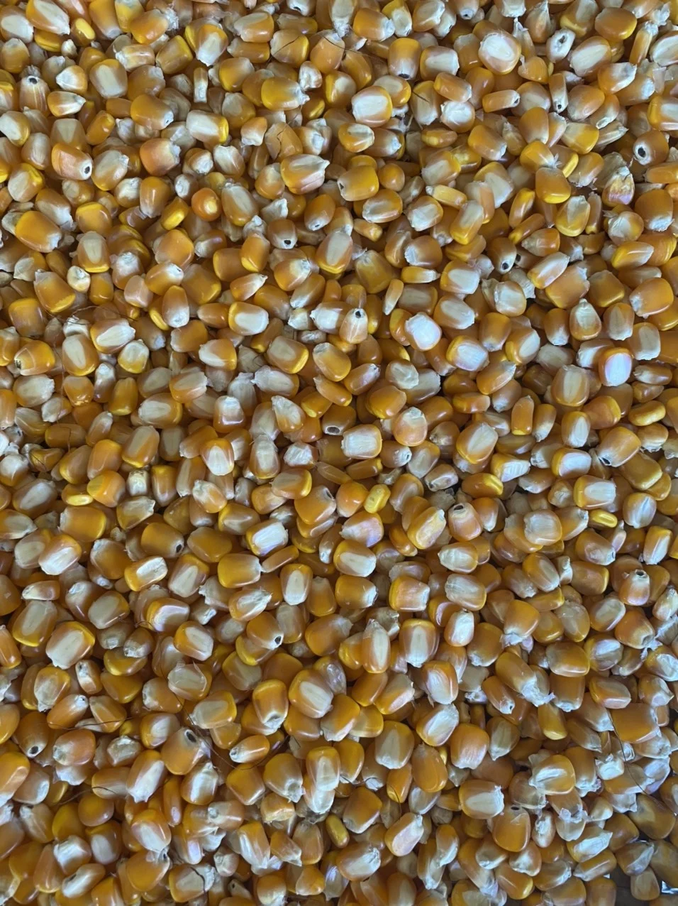 High Quality Yellow Corn 100% Natural Corn Yellow Maize Corn Grit From Son La