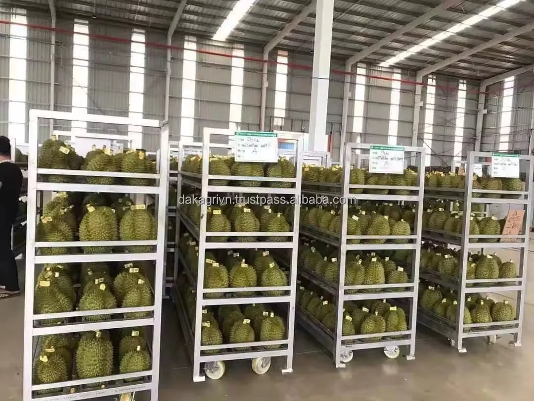 Organic High Quality King Durian Vietnam Agriculture Export Wholesale Fresh Durian With 20 days Shelf Life