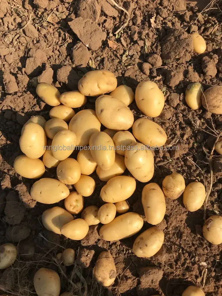 
FRESH POTATO EXPORTS TO SOMAILIA FROM INDIA 