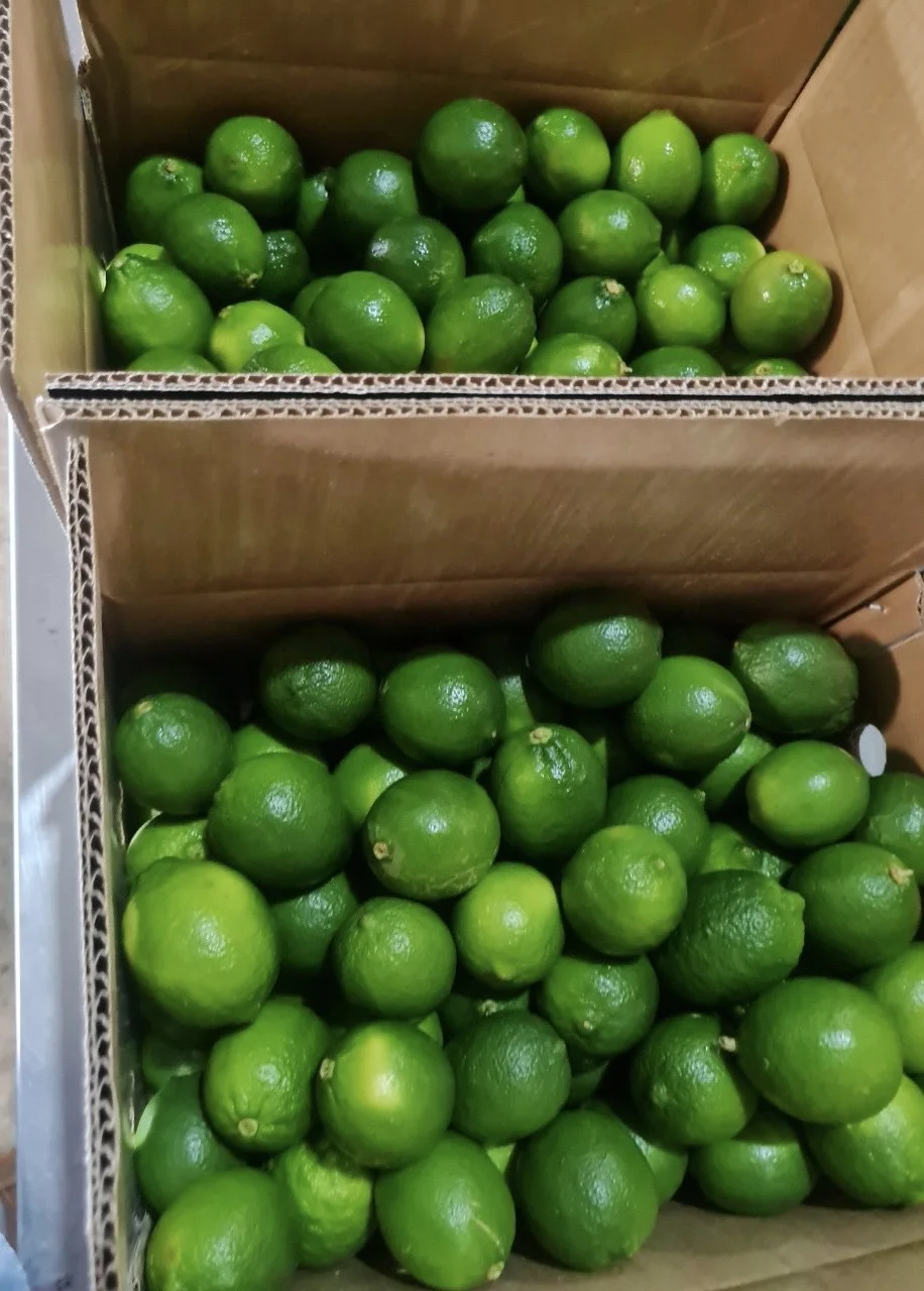 Wholesale Fresh Lime/Lemon Seedless In Viet Nam Sour Taste -- HP 0084 917 476 477