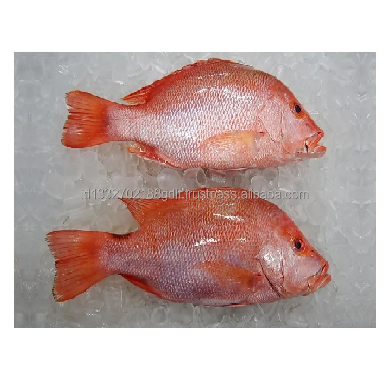 Top Selling Fish Customized Package Raw Cheap Price Fresh fish Premium Quality Fish From Indonesia
