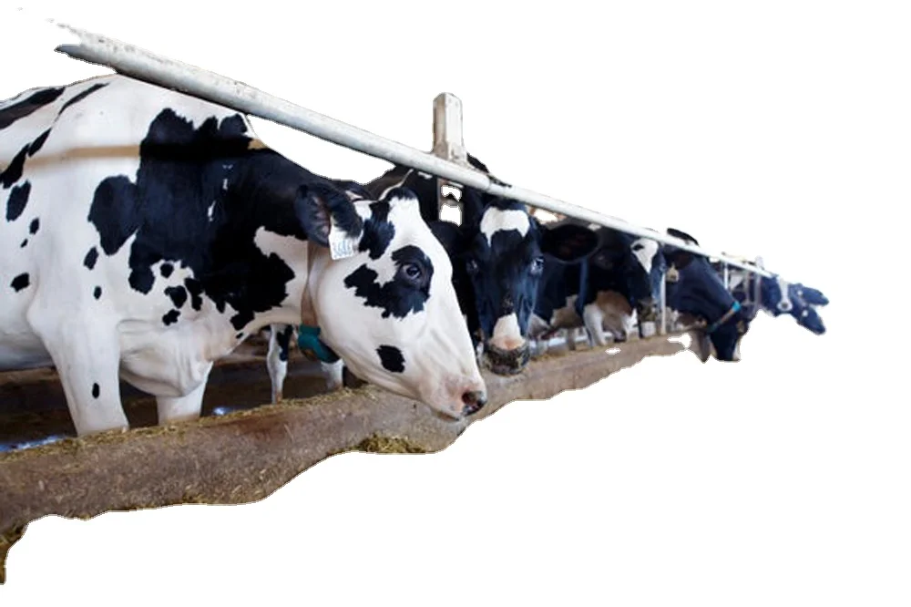 Высшее качество премиум пшеничные отрубы для кормления животных/высококачественные