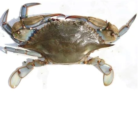 Buy Premium Quality Bangladeshi Fresh Mud Crab live crab Wholesale Best Price