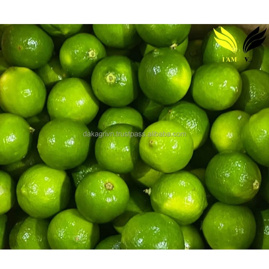 OEM 6.5KG High Quality 100% Fresh Lime Vietnam Common Food Fresh Citrus Fruit Lime With 4 Months Shelf Life
