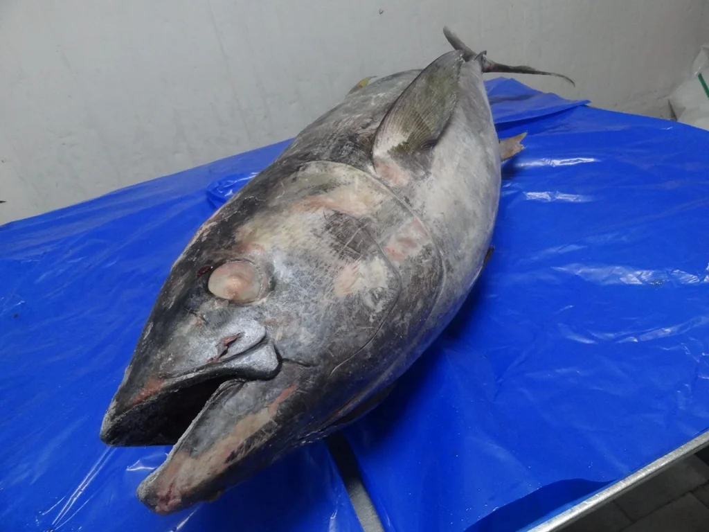 Поставка желтый тунца Замороженные 9THUNNUS albacare