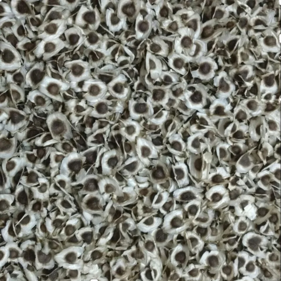 Moringa oleifera Seeds for consumption / Oil Extraction / Medicine use from INDIAN AGRI FARM