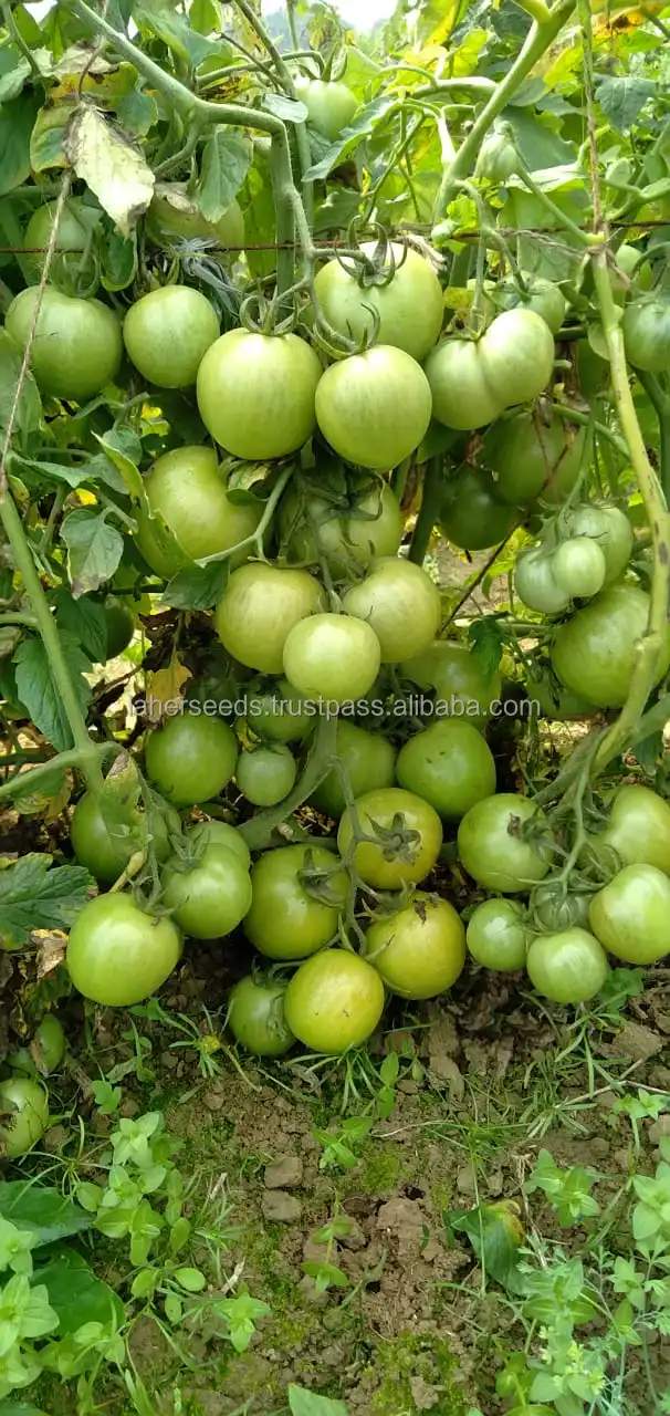 
2021 HYBRID TOMATO SEEDS FOR ALGERIA F1`INDETERMINATE 10 GMS PACKING 