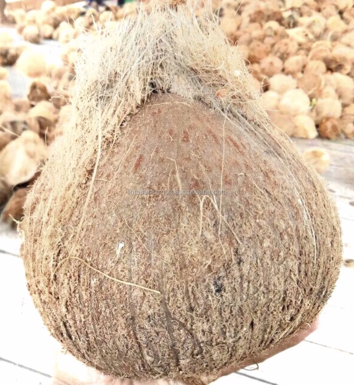 Best Selling  Export  Quality Wholesales Semi Husked  Matured Coconut
