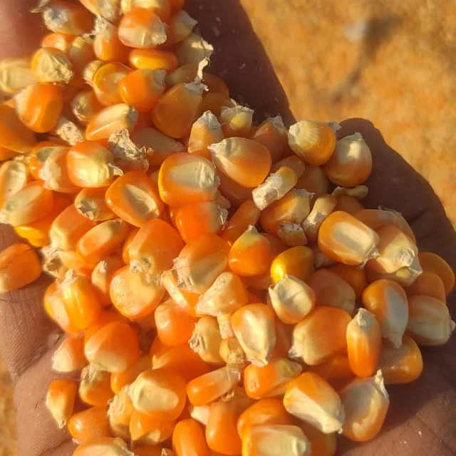Best Quality Maize Grain Yellow Corn Feed Corn Maize at Low Cost Wholesale from India