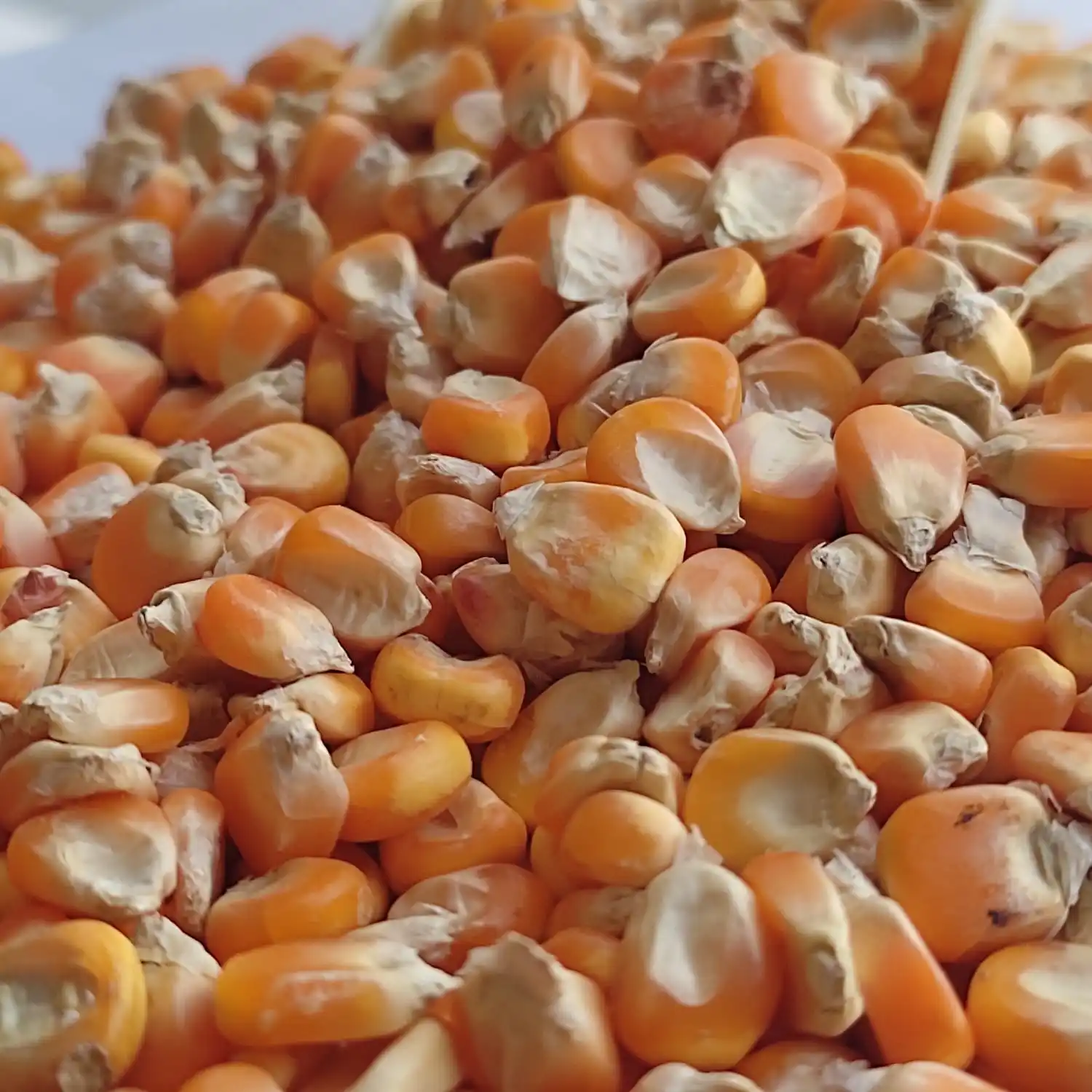 Rich Quality Yellow Corn Supplier