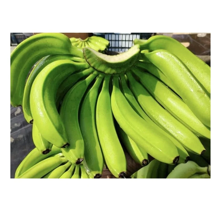 Best 100% High Quality Green banana Fresh Cavendish banana Cheap prices for hot sales whatsapp +84587176063