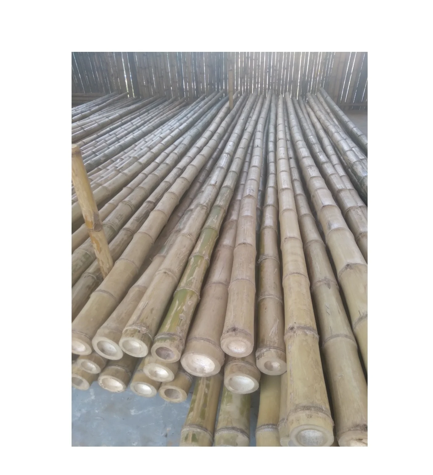 Top Polished Bamboo Poles Cane 40 to 50 mm Diameter by 4m Long for Structure Project Garden Home ( Whatsapp 0084587176063 Sandy)
