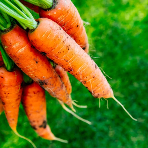 Fresh Vegetables Common Cultivation Export quality  Natural sweet Fresh Carrot From Vietnam