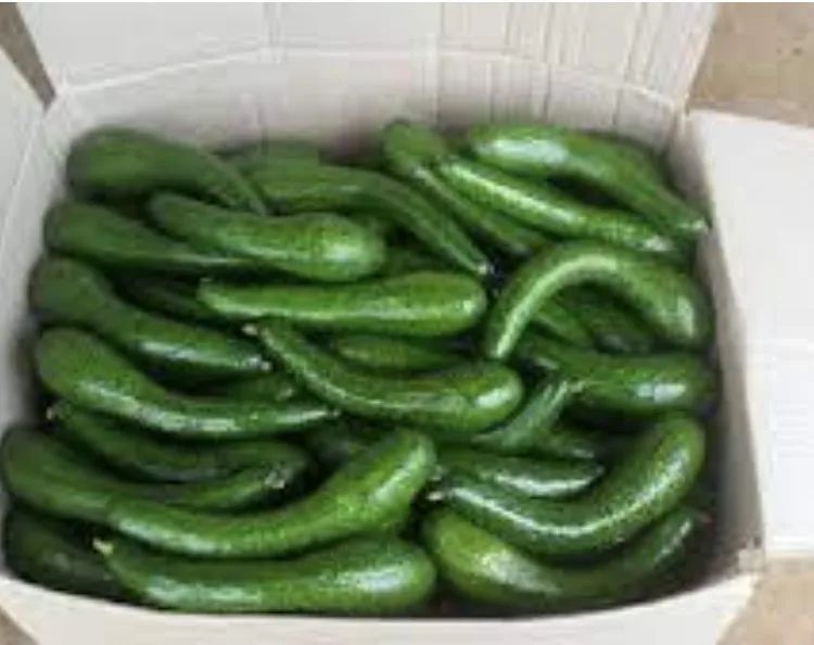 High quality cheap price fresh Avocado From Vietnam for good health packing customer label and barcode