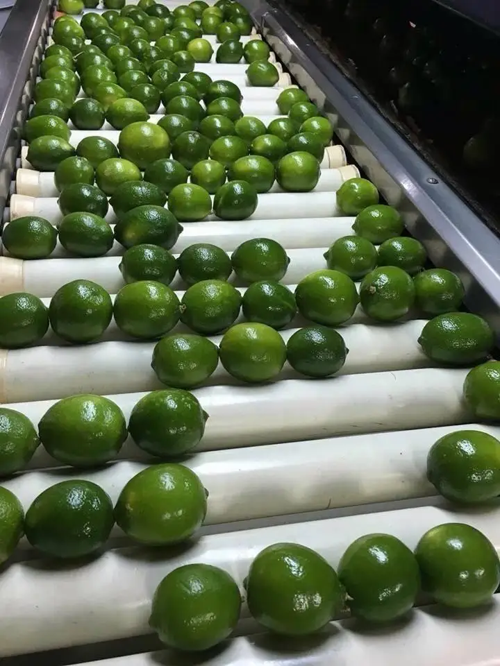 Hight Quality FRESH SEEDLESS / Fresh Seedless Watermelon Vietnam/ Fresh Seedless Vietnam Lime