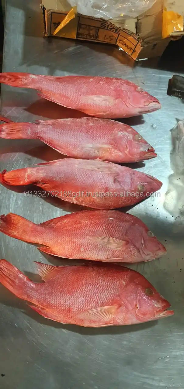 Top Selling Fish Customized Package Raw Cheap Price Fresh fish Premium Quality Fish From Indonesia