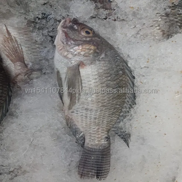 New Season Whole Round Frozen Black Tilapia