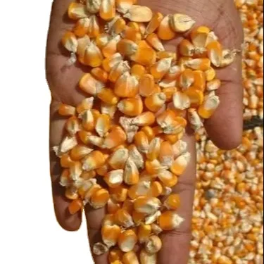Animal Feed And Cattle Feed And Human Consumption Yellow Corn/ Maize For Sale