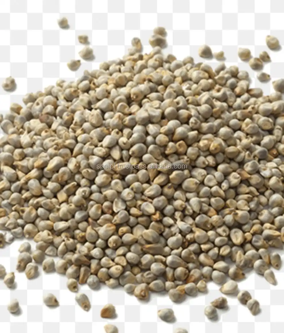 Animal Feed Green Millet Available For Export