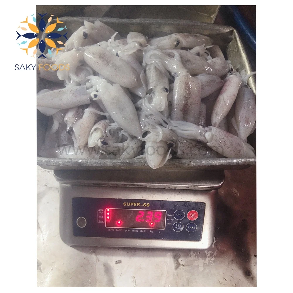 Frozen Seafood Black Whole Loligo Squid