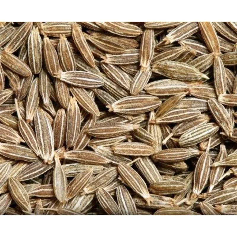 cumin best cumin buy price for cumin indian exporters