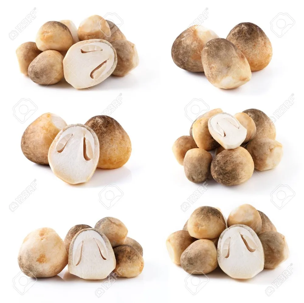Straw mushroom canned best taste from Vietnam +84 845 639 639