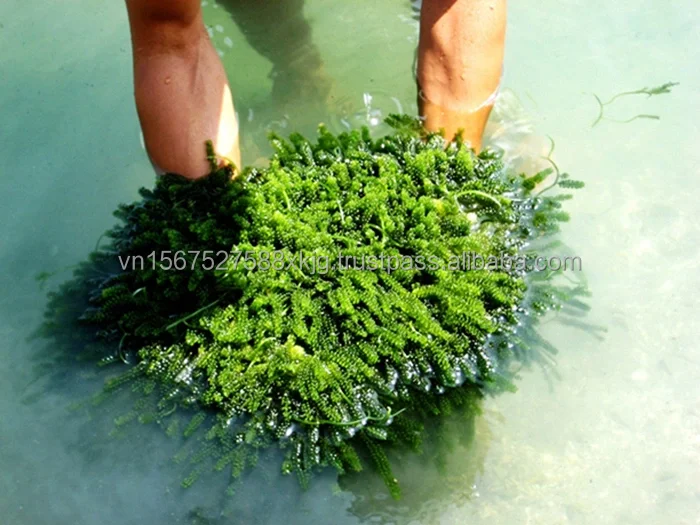 Wholesale High Quality Organic Fresh Sea Grape Seaweed Laver Variety Seasoned Directly from Viet Nam