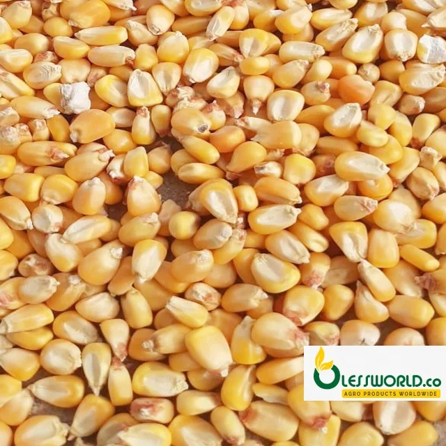 Dried Yellow Maize ( Yellow Corn )