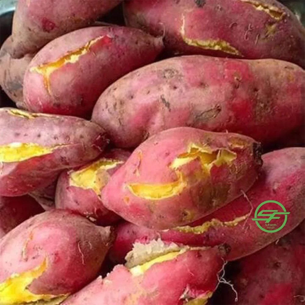 New Season High Quality Sweet Potatoes With Natural Sweet Taste Frozen Sweet Potato From Vietnamese Wholesaler