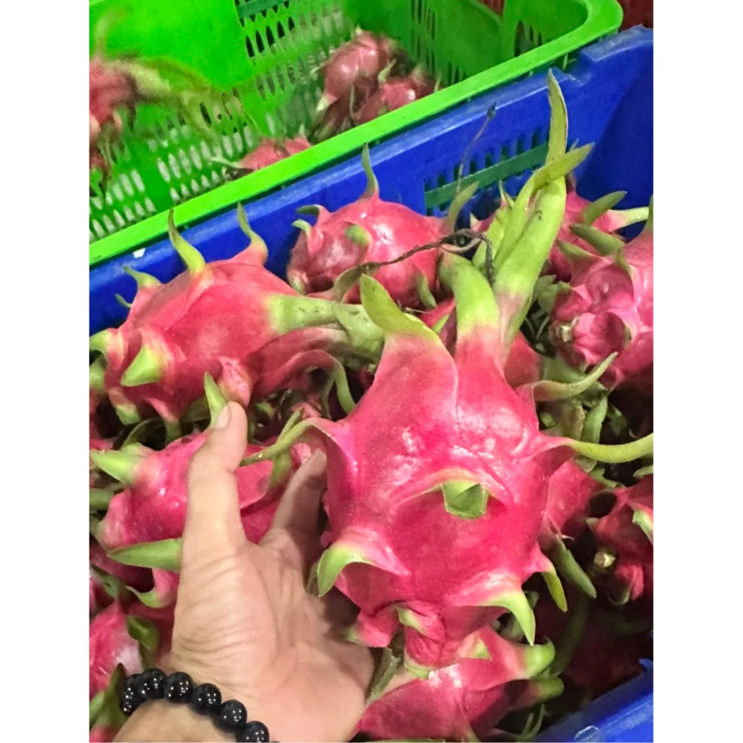 From Viet Nam Fresh Fruits 100% Good Price Ready To Ship Fresh White Dragon Fruits 2024