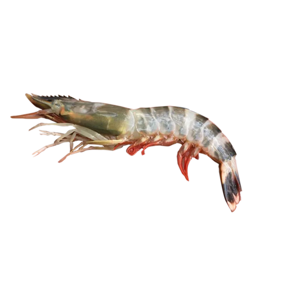 Red Tiger Shrimps Chilled Head On Custom Packing Best Quality Master Seafood Product Country of Origin Bangladesh