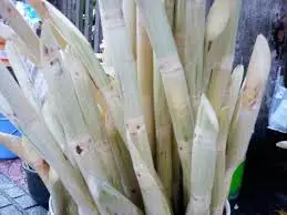Fresh sugar cane for juice